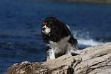 CAVALIER KING CHARLES 565